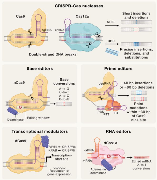 Cell｜CRISPR基因編輯技術的過去、現(xiàn)在和未來(圖4)