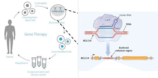 5年新生！邦耀生物全球首例CRISPR治愈β0β0型重度地貧患兒健康生活超5年(圖3)